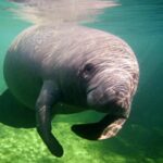 AW FLorida Road Trips Blue Springs Manatee Photo BSSP