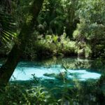 AW Florida Road Trips Ocala National Forest