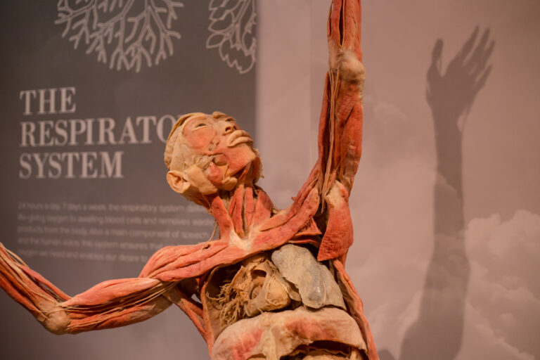 Real Bodies Exhibit Coming to the Science Center Explores COVID-19