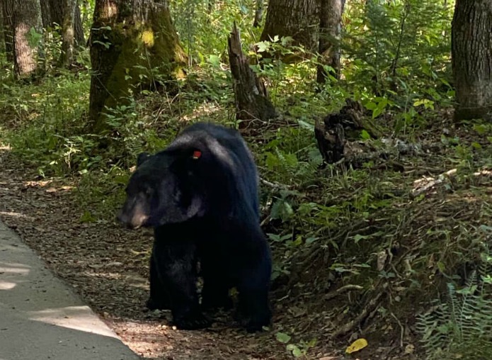 Bear in Cades Cove at the Great Smoky Mountains NP on Travel with Terri