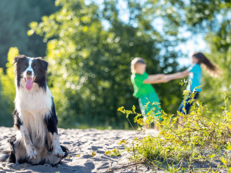 Top 9 Dog Breeds for Families