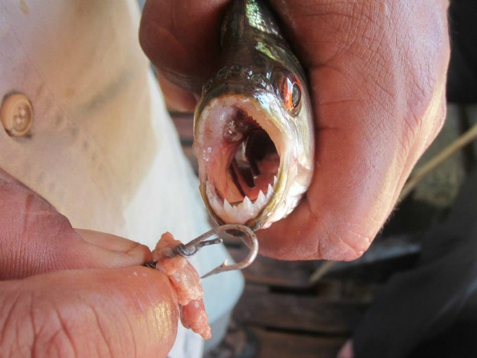 Piranha Fishing in Peru Travel with Terri