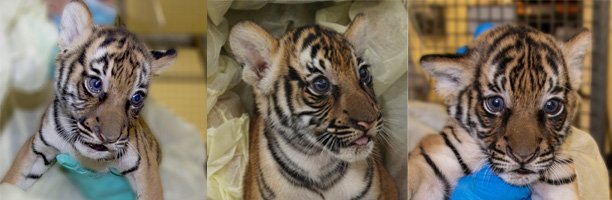 Naming a Tiger at the PB Zoo
