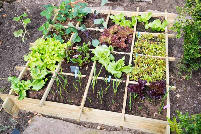 Sowing Sustainability: How Home Gardening Helps the Earth