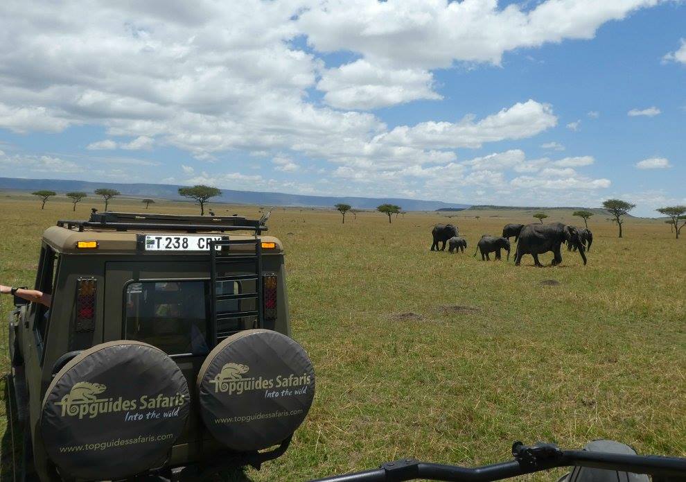 Top Guides Safari in Travel with Terri