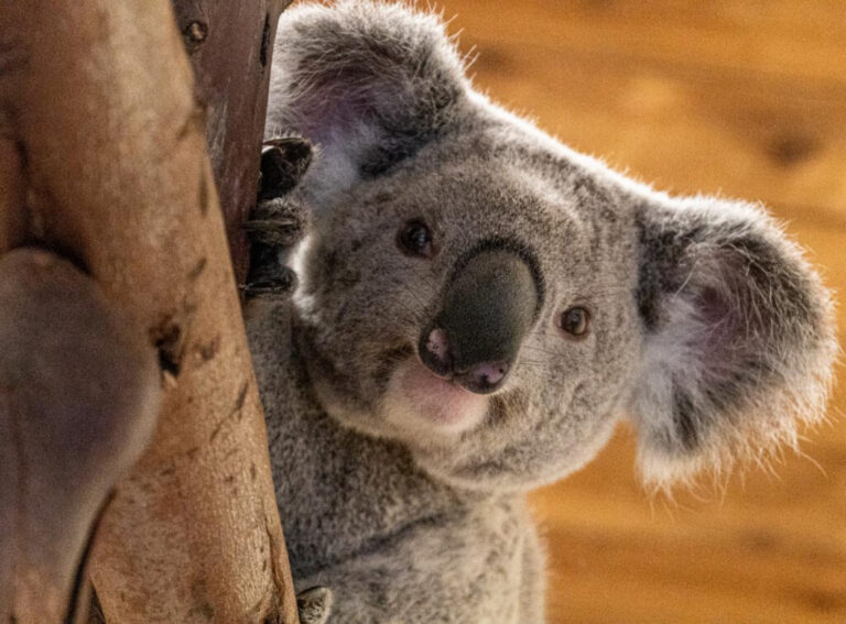 Koalafied Cuteness! Palm Beach Zoo Announces Exciting New Animal Addition