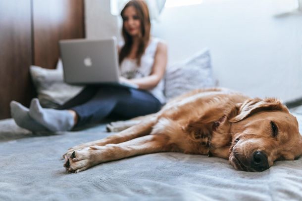 5 Tips for Working from Home With Pets