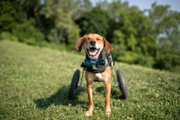 Boone the Beagle Steals the Show at the American Humane’s Hero Dog Awards