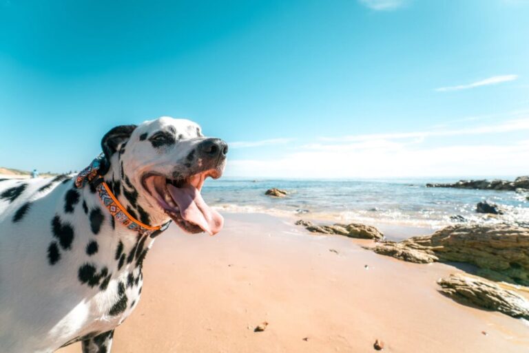 Which Dog Breeds Can Tolerate Warmer Climates?
