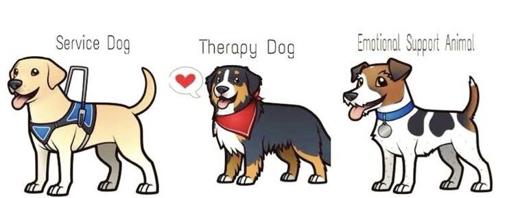 Service Dog vs Emotional Support Dog vs Therapy Dog… What’s the Difference?