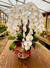Wellington Garden Club Meeting Features Orchids