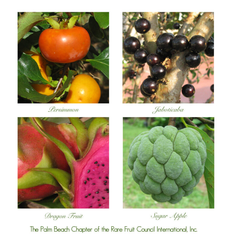 Coming Next Week: PBC Rare Fruit Council’s Tropical Fruit Tree & Edible Plant Sale at SoFla Fairgrounds, March 26