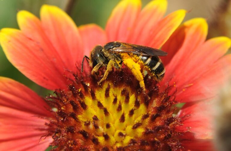 Is Your Garden Buzzing? How You Can Save the Bees and Help Your Garden Bloom
