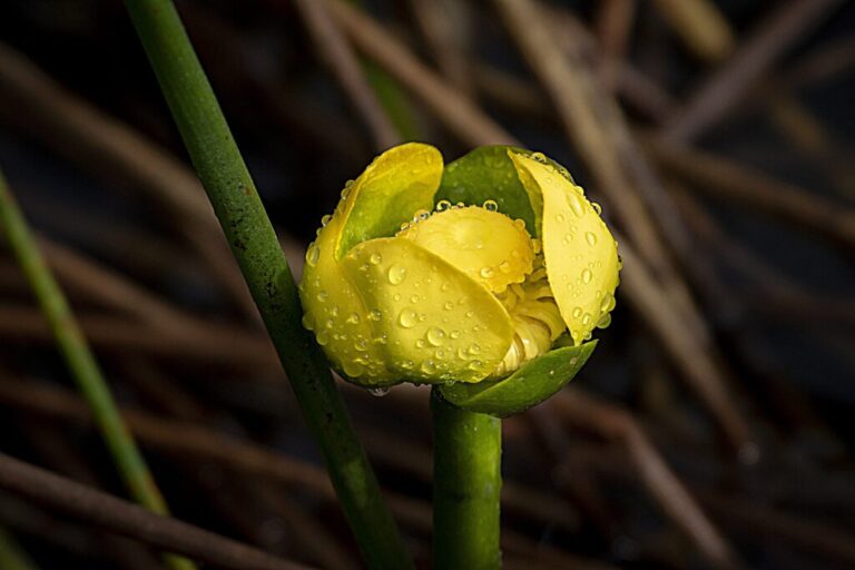 GRASSY WATERS ANNUAL NATURE PHOTO CONTEST EXHIBITION