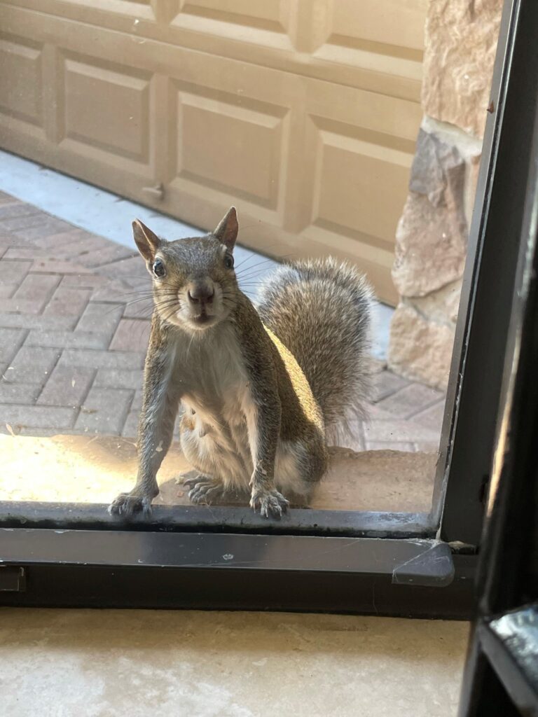Helen, the Neighborhood Squirrel