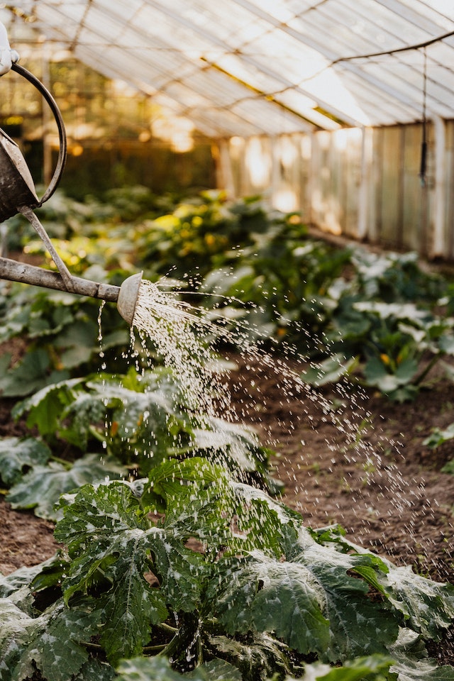 5 Watering Mistakes You’re Probably Making in Your Garden (and How to Avoid Them)
