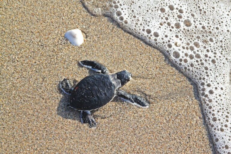 Palm Beach Marriott Singer Island Offers New Guest Experiences to Support Sea Turtle Conservation