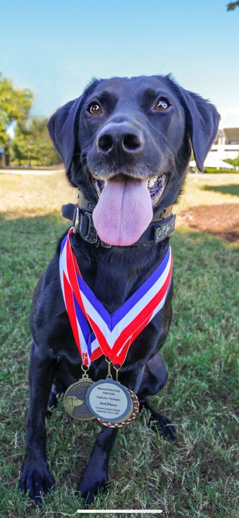 Five Courageous Canines Chosen to Compete for Honor of Becoming America’s Top Dog