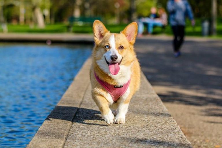 12 Tips and Resources to Help Your Pet Get Settled in a New City
