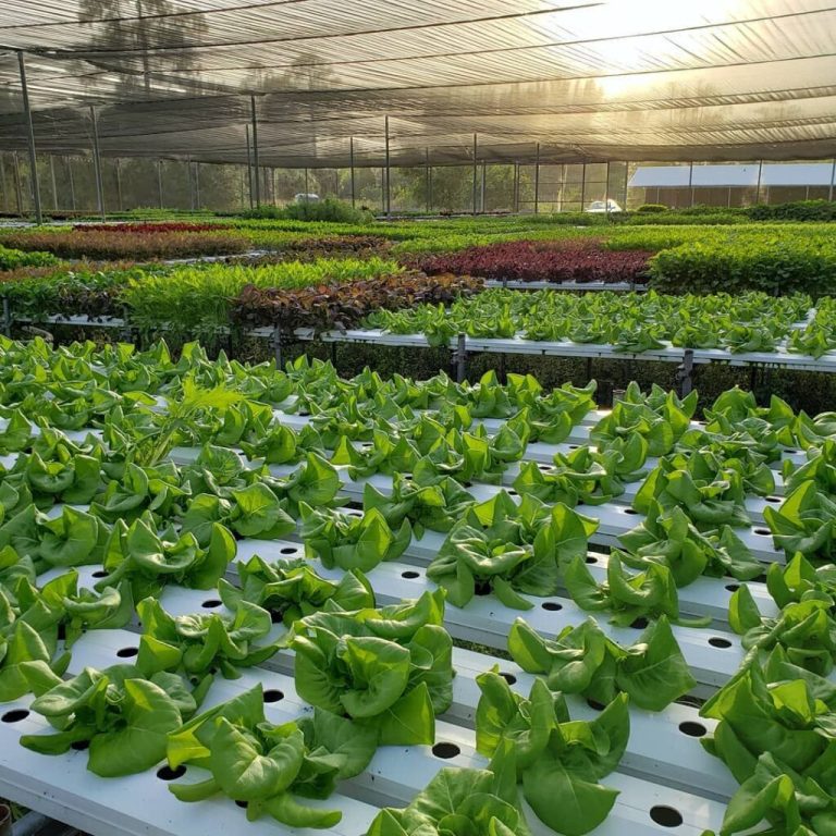 How to Grow Lettuce in South Florida