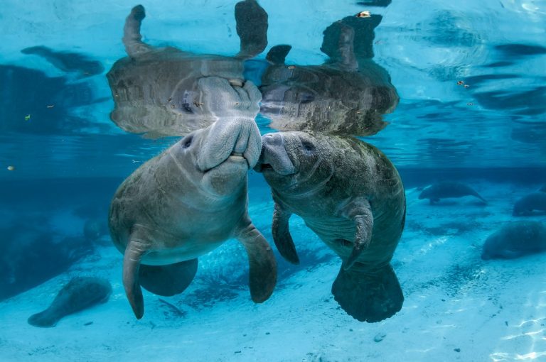 Learn about manatees at Pack & Paddle Club meeting Saturday, April 13