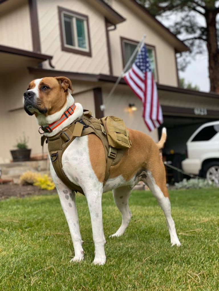Congress Should Throw Service Dog Programs A Bone