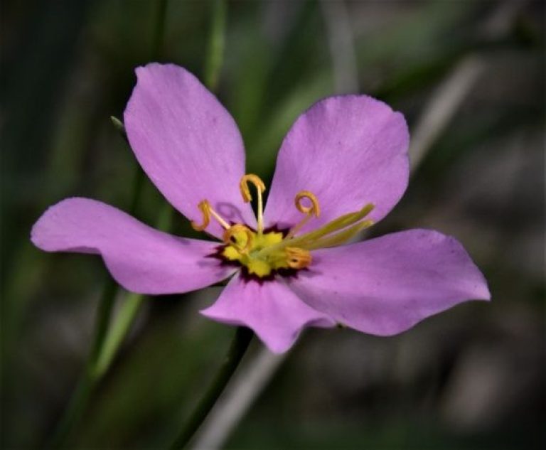 November Wellington Garden Club Meeting