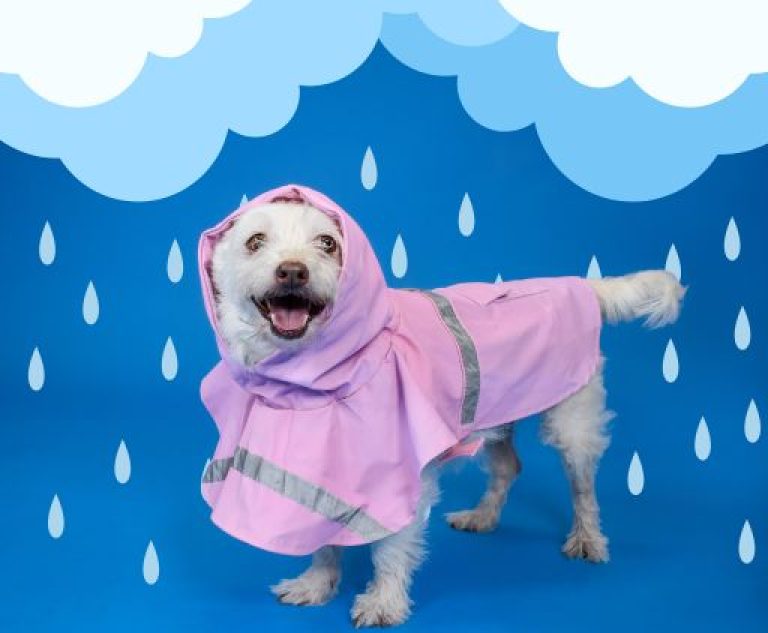 With Hurricane Season Almost Here Peggy Adams Animal Rescue League Shares Important Tips for Pet Parents