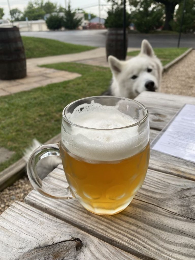 Summer Travel Series: Five South Florida Dog-friendly Breweries You Can’t Miss