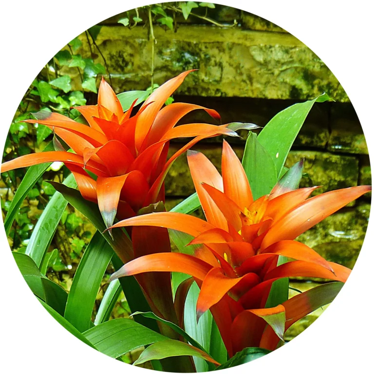 Garden Club Meeting to Feature Talk on Bromeliads and how to Propagate them