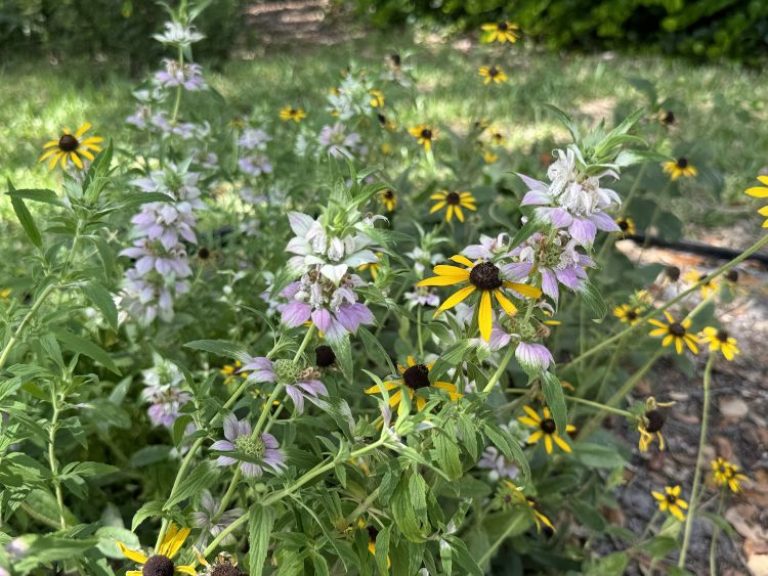 Palm Beach County Chapter of the Florida Native Plant Society to Host Annual NATIVE PLANT GARDEN TOUR on Sunday, November 17, from 9 am to 3 pm