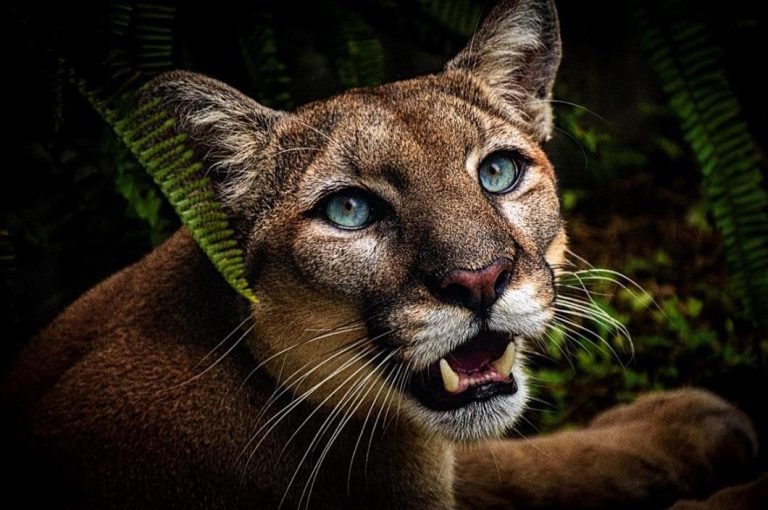 Saving Endangered Florida Panthers, Hosted by Wellington and Oleander Garden Clubs