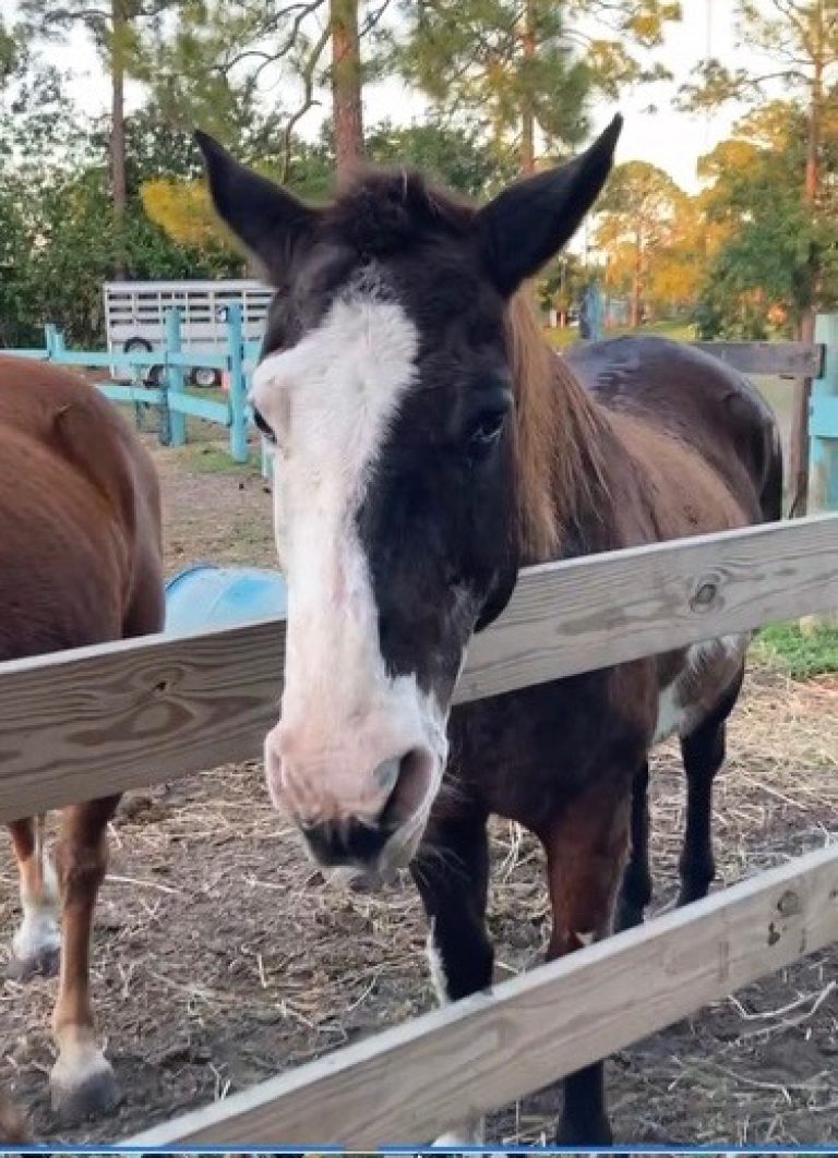 Horses for Healing