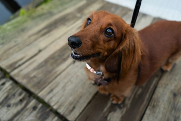 Dachshunds: Cute Little “Big” Dogs