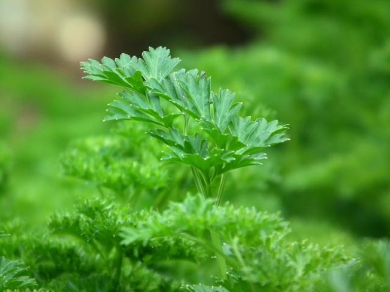 Saving and Storing Fresh Herbs