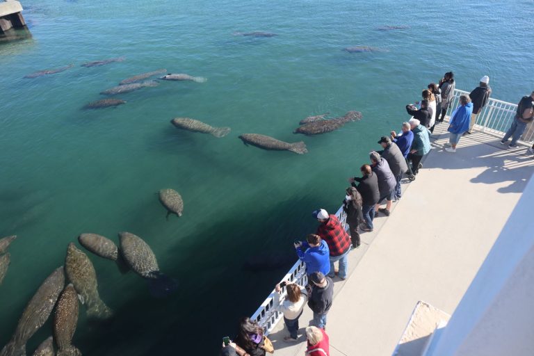 FPL’s Manatee Lagoon Hosts its Ninth Annual ManateeFest Celebration