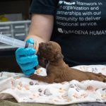 A519356_Puppy from Fire Area Bottle Feeding_012125