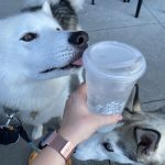Buddy and Sapphire enjoy a stop at Starbucks