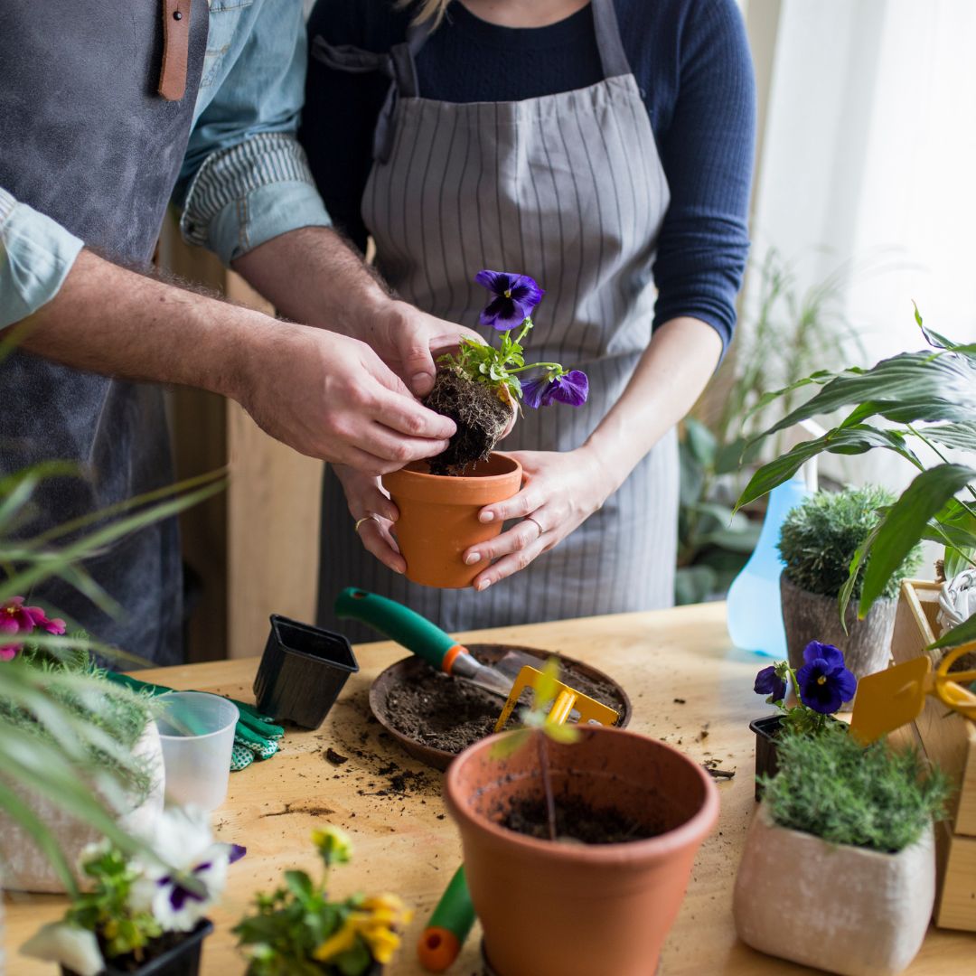 Mounts Botanical Garden Announces Summer Orchid Series