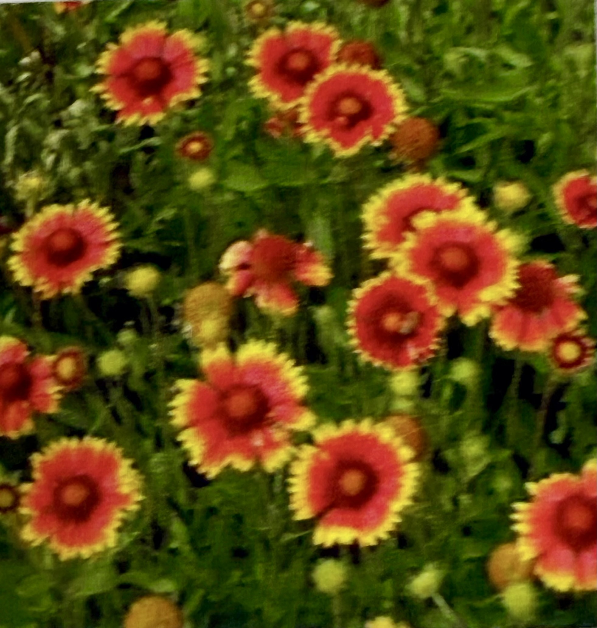 Wellington Garden Club Meeting