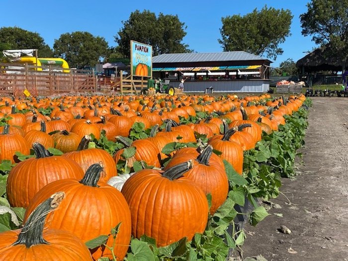 The Tradition of Halloween