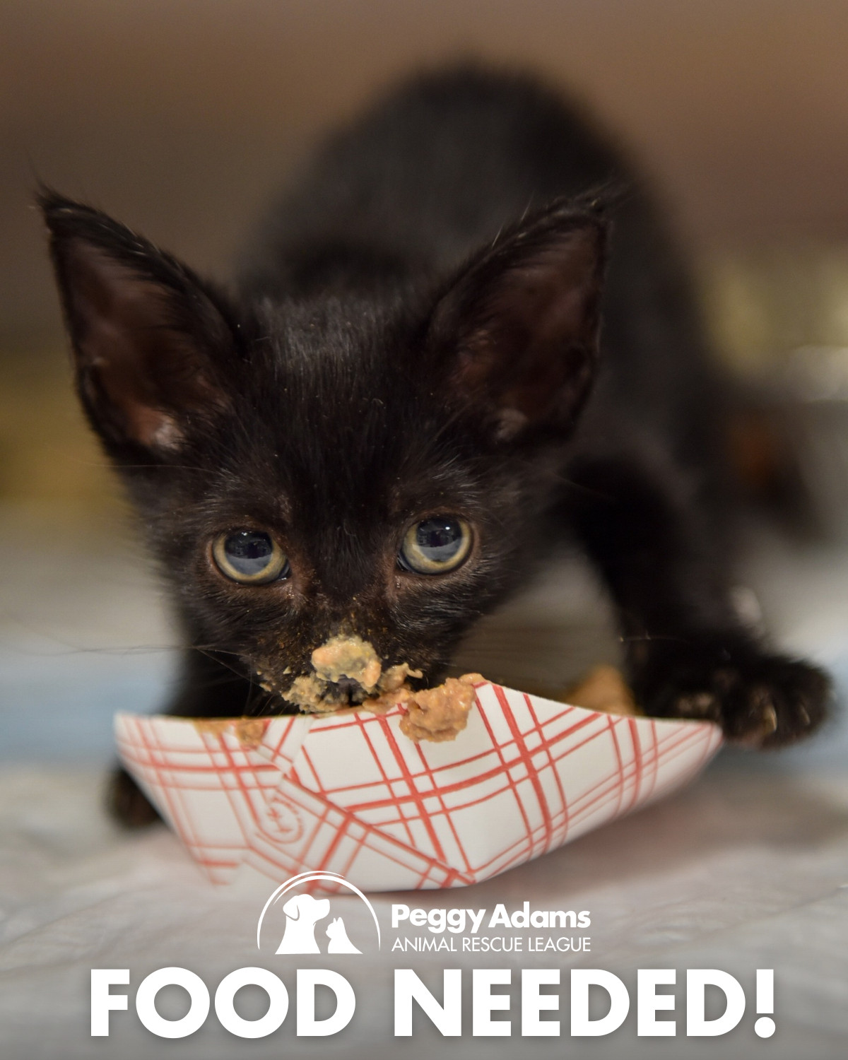 Peggy Adams Animal Rescue League Launches Second Annual Fall Pet Food Drive
